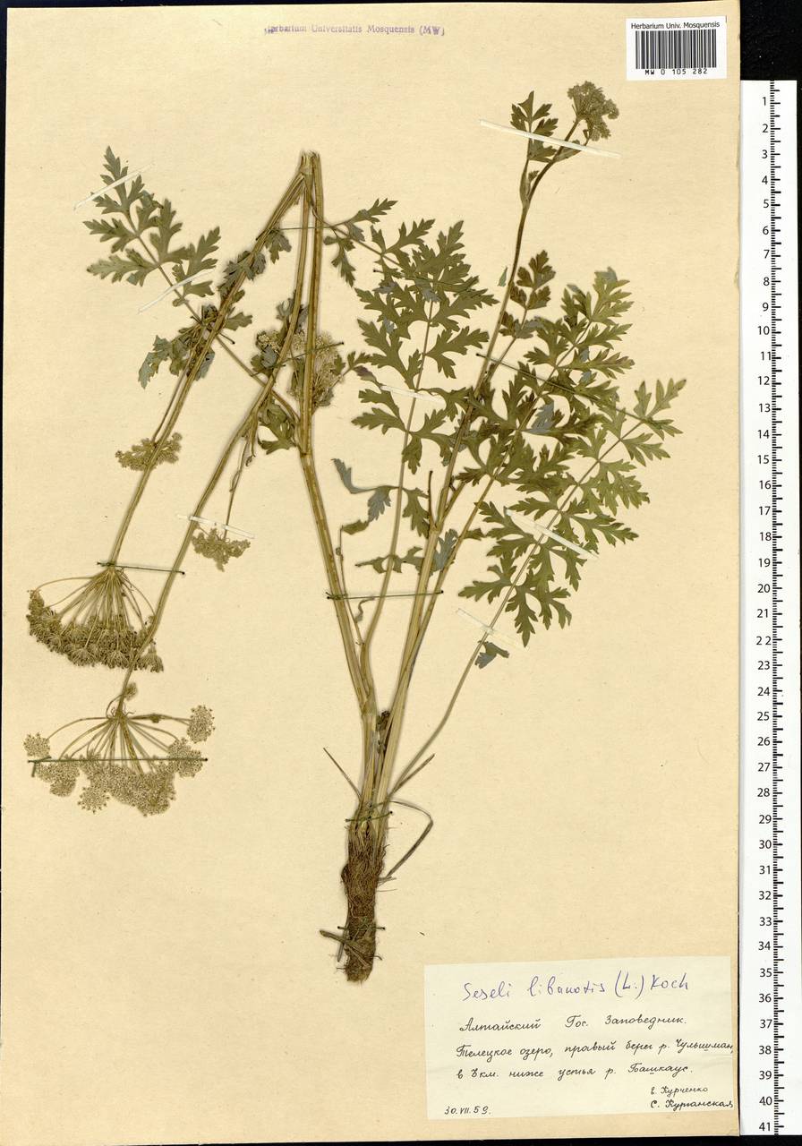 Seseli libanotis (L.) W. D. J. Koch, Siberia, Altai & Sayany Mountains (S2) (Russia)