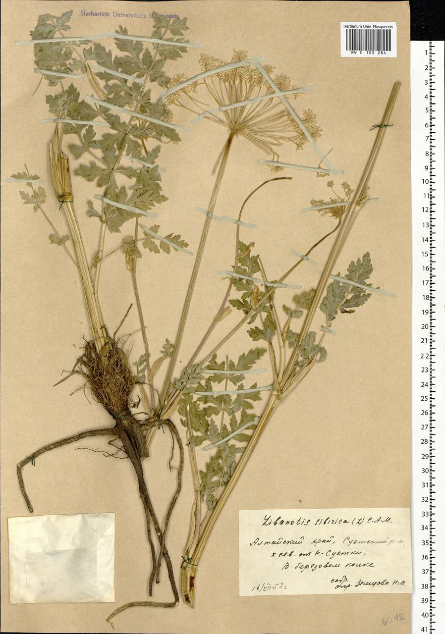 Seseli libanotis (L.) W. D. J. Koch, Siberia, Altai & Sayany Mountains (S2) (Russia)