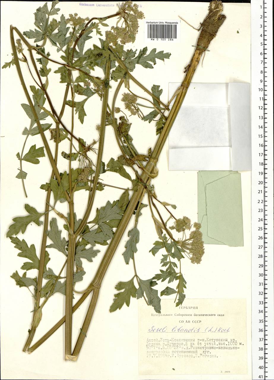 Seseli libanotis (L.) W.D.J.Koch, Siberia, Altai & Sayany Mountains (S2) (Russia)