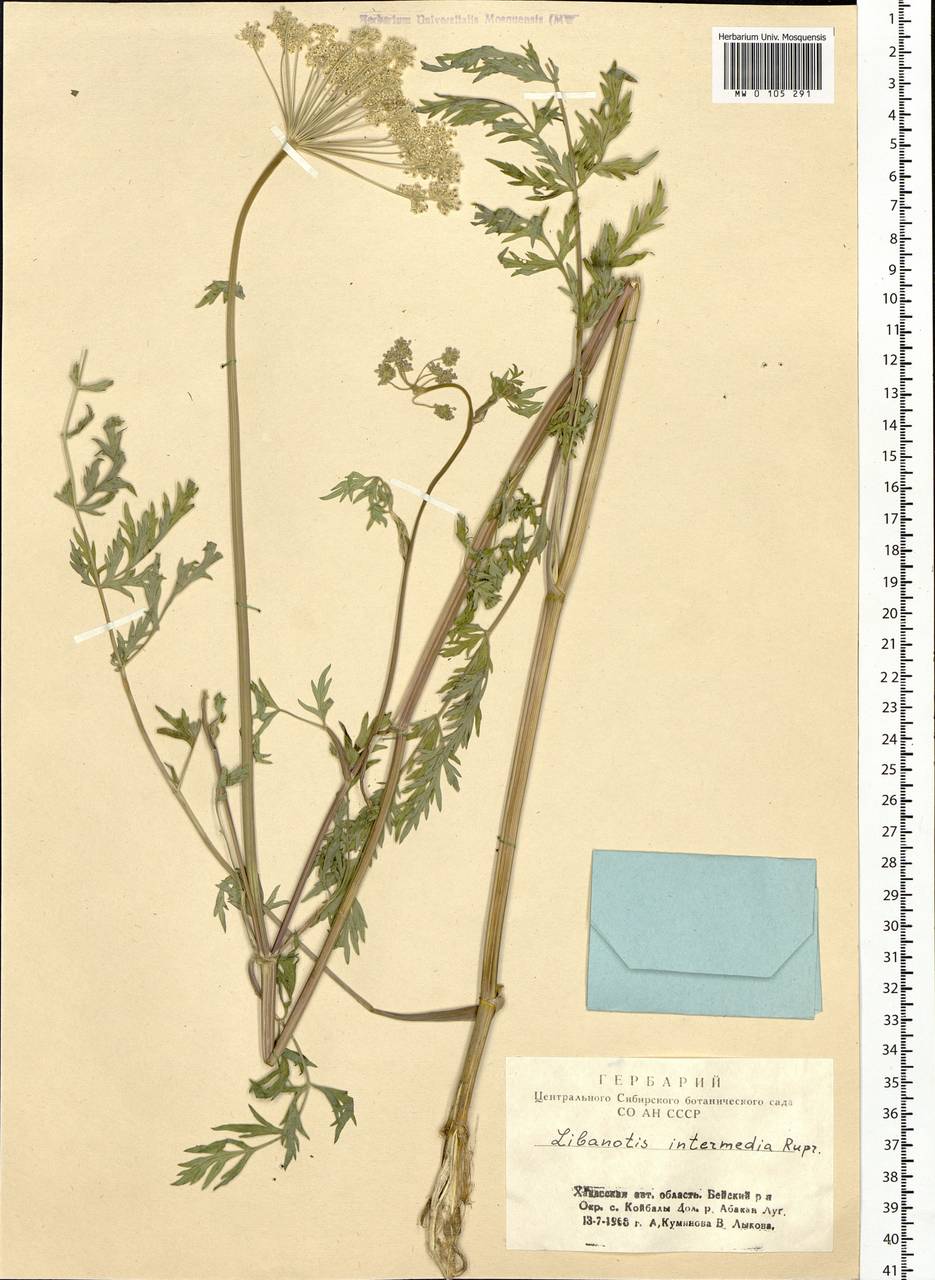 Seseli libanotis (L.) W.D.J.Koch, Siberia, Altai & Sayany Mountains (S2) (Russia)