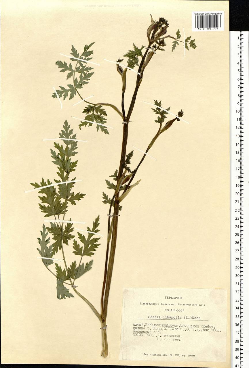 Seseli libanotis (L.) W.D.J.Koch, Siberia, Altai & Sayany Mountains (S2) (Russia)