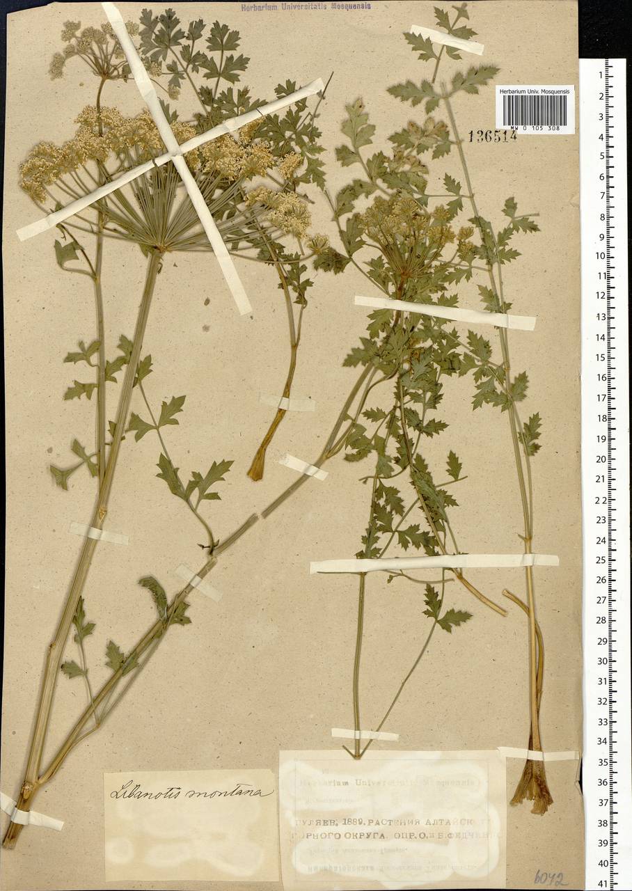 Seseli libanotis (L.) W. D. J. Koch, Siberia, Altai & Sayany Mountains (S2) (Russia)