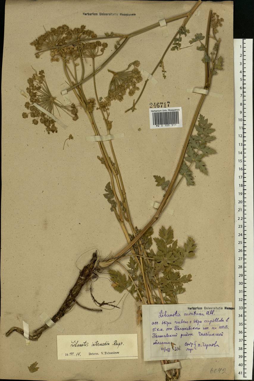 Seseli libanotis (L.) W. D. J. Koch, Eastern Europe, Eastern region (E10) (Russia)