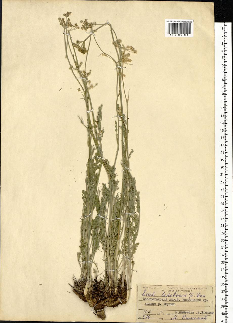 Hippomarathrum ledebourii (G. Don), Siberia, Western (Kazakhstan) Altai Mountains (S2a) (Kazakhstan)