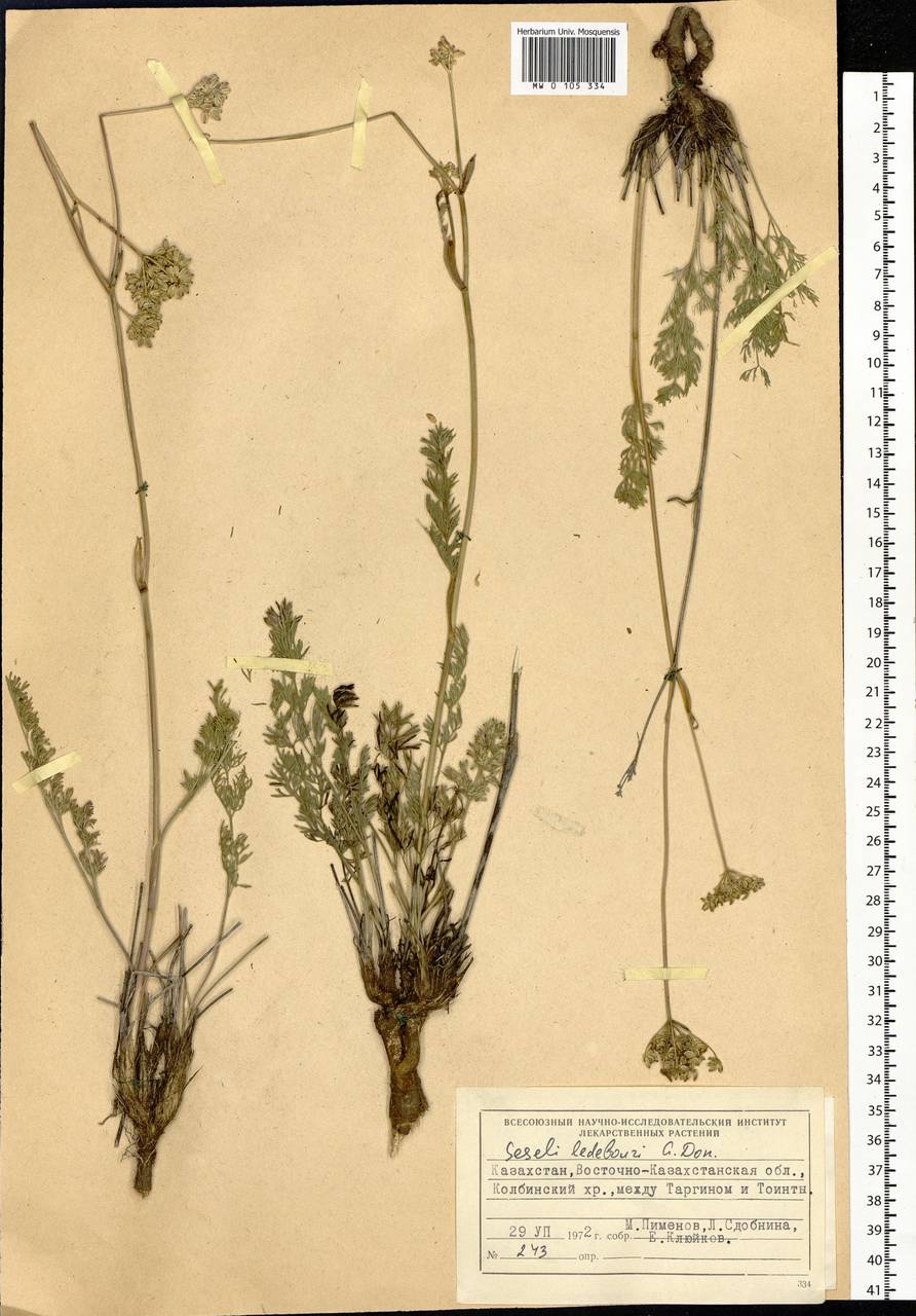 Hippomarathrum ledebourii (G.Don) J.H.Xue, Chepinoga & K.P.Ma, Siberia, Western (Kazakhstan) Altai Mountains (S2a) (Kazakhstan)