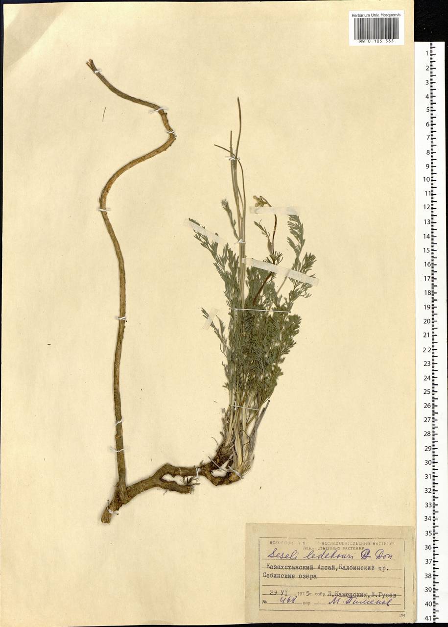 Hippomarathrum ledebourii (G.Don) J.H.Xue, Chepinoga & K.P.Ma, Siberia, Western (Kazakhstan) Altai Mountains (S2a) (Kazakhstan)