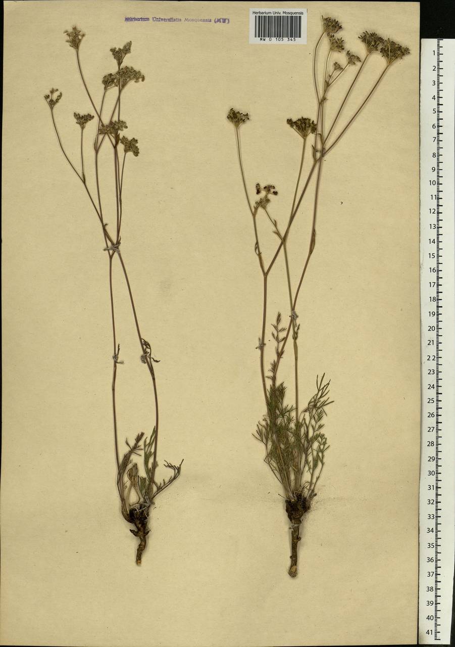 Hippomarathrum ledebourii (G. Don), Siberia, Altai & Sayany Mountains (S2) (Russia)