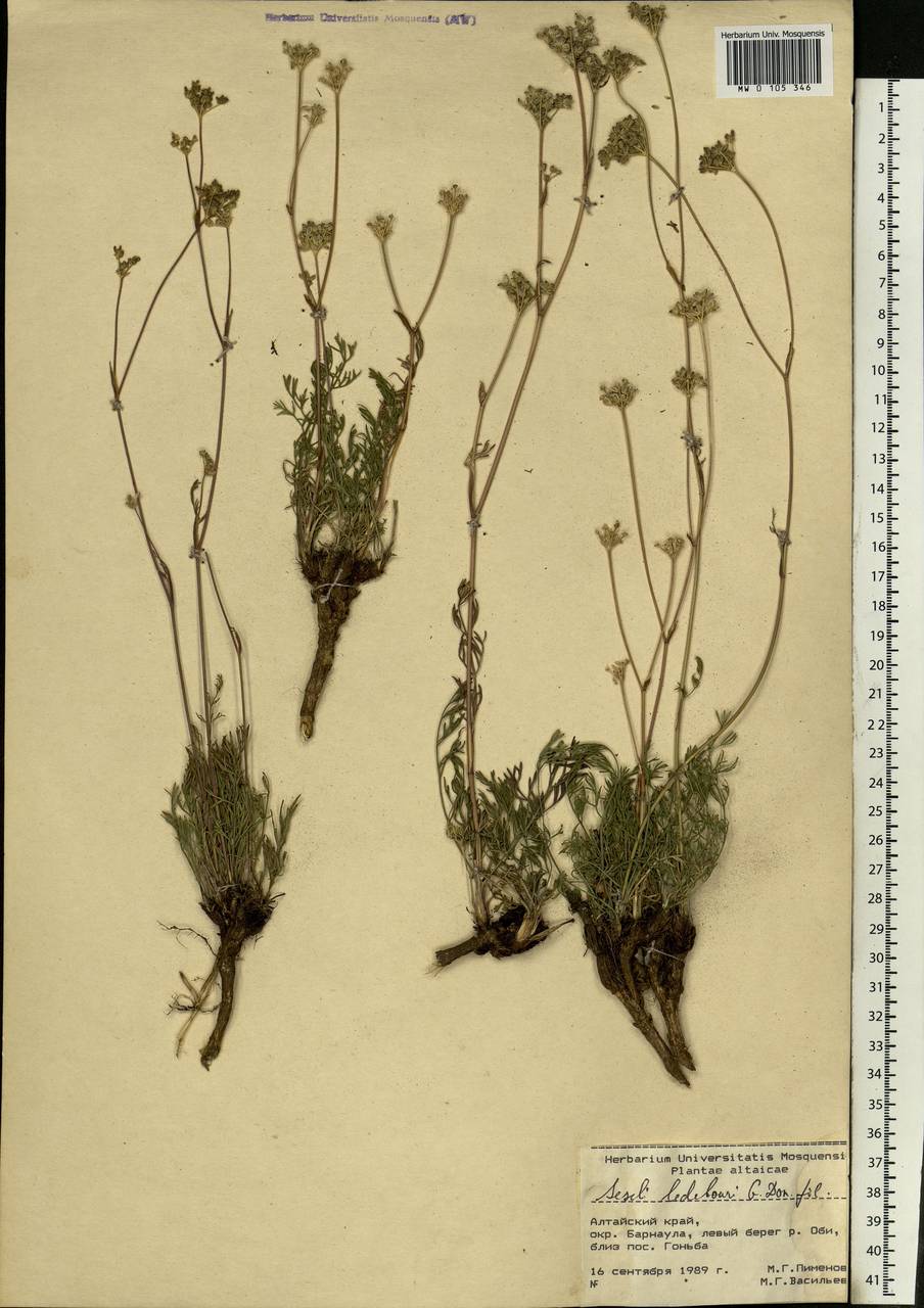 Hippomarathrum ledebourii (G. Don), Siberia, Altai & Sayany Mountains (S2) (Russia)