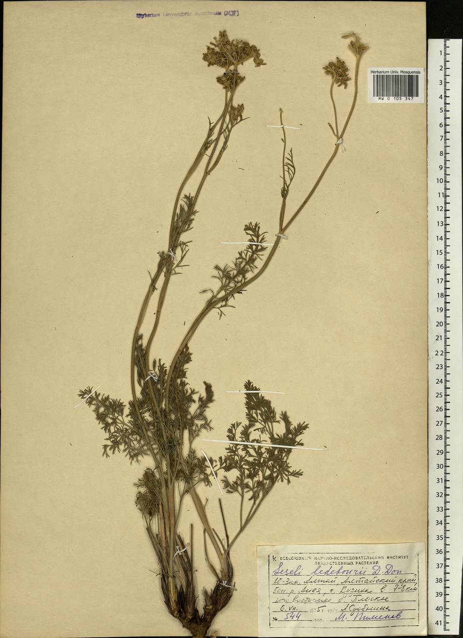 Hippomarathrum ledebourii (G. Don), Siberia, Altai & Sayany Mountains (S2) (Russia)