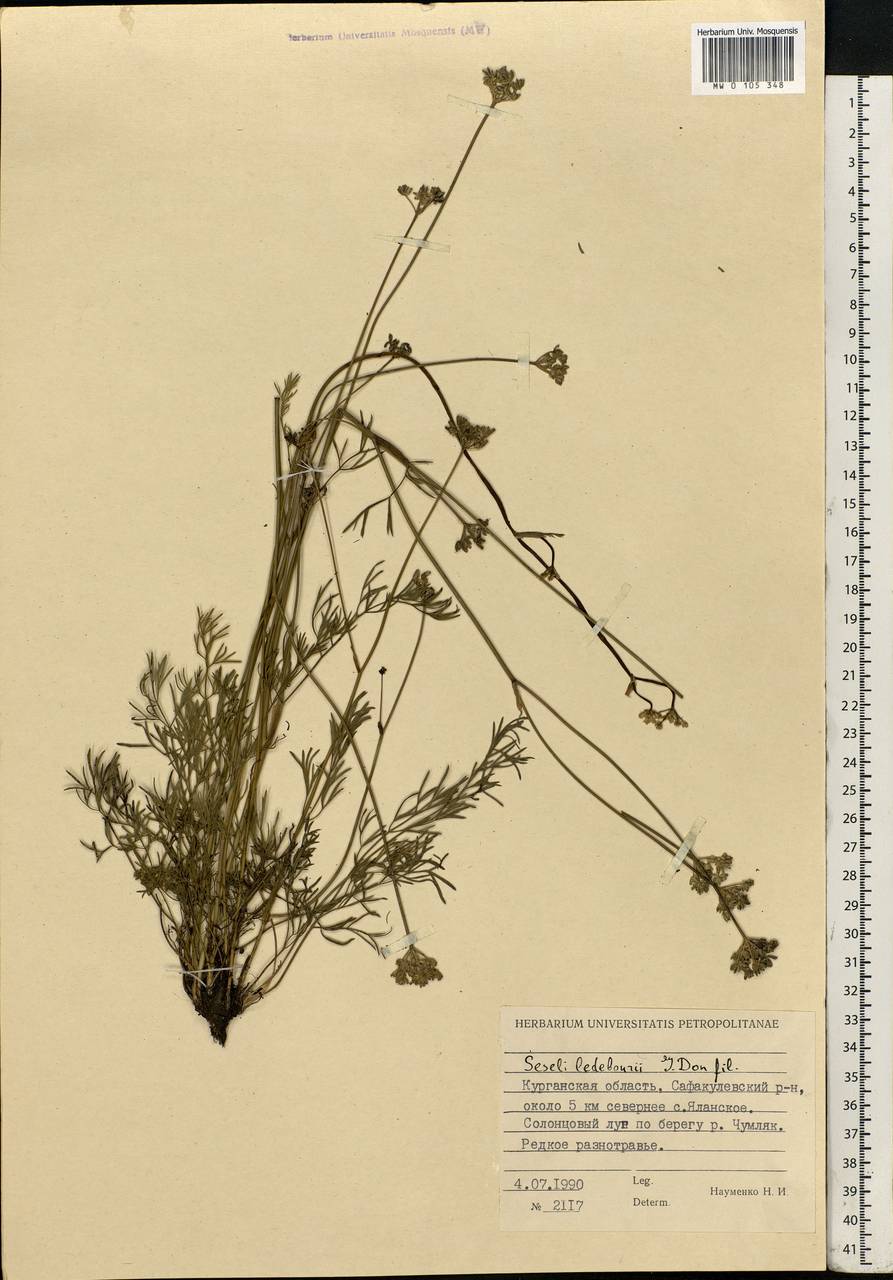 Hippomarathrum ledebourii (G.Don) J.H.Xue, Chepinoga & K.P.Ma, Siberia, Western Siberia (S1) (Russia)