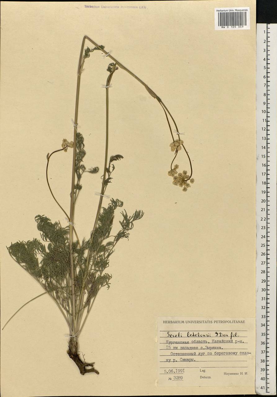 Hippomarathrum ledebourii (G.Don) J.H.Xue, Chepinoga & K.P.Ma, Eastern Europe, Eastern region (E10) (Russia)