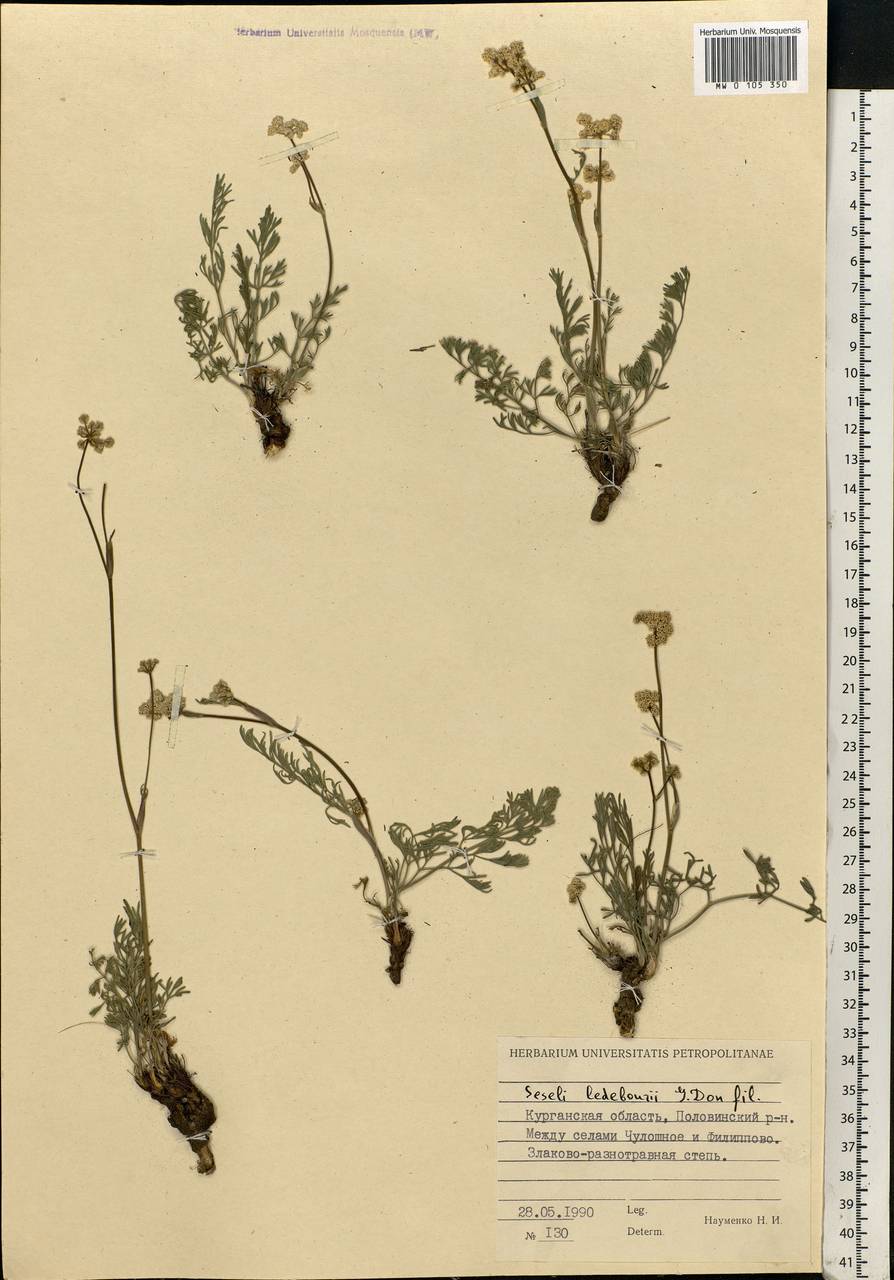 Hippomarathrum ledebourii (G. Don), Siberia, Western Siberia (S1) (Russia)