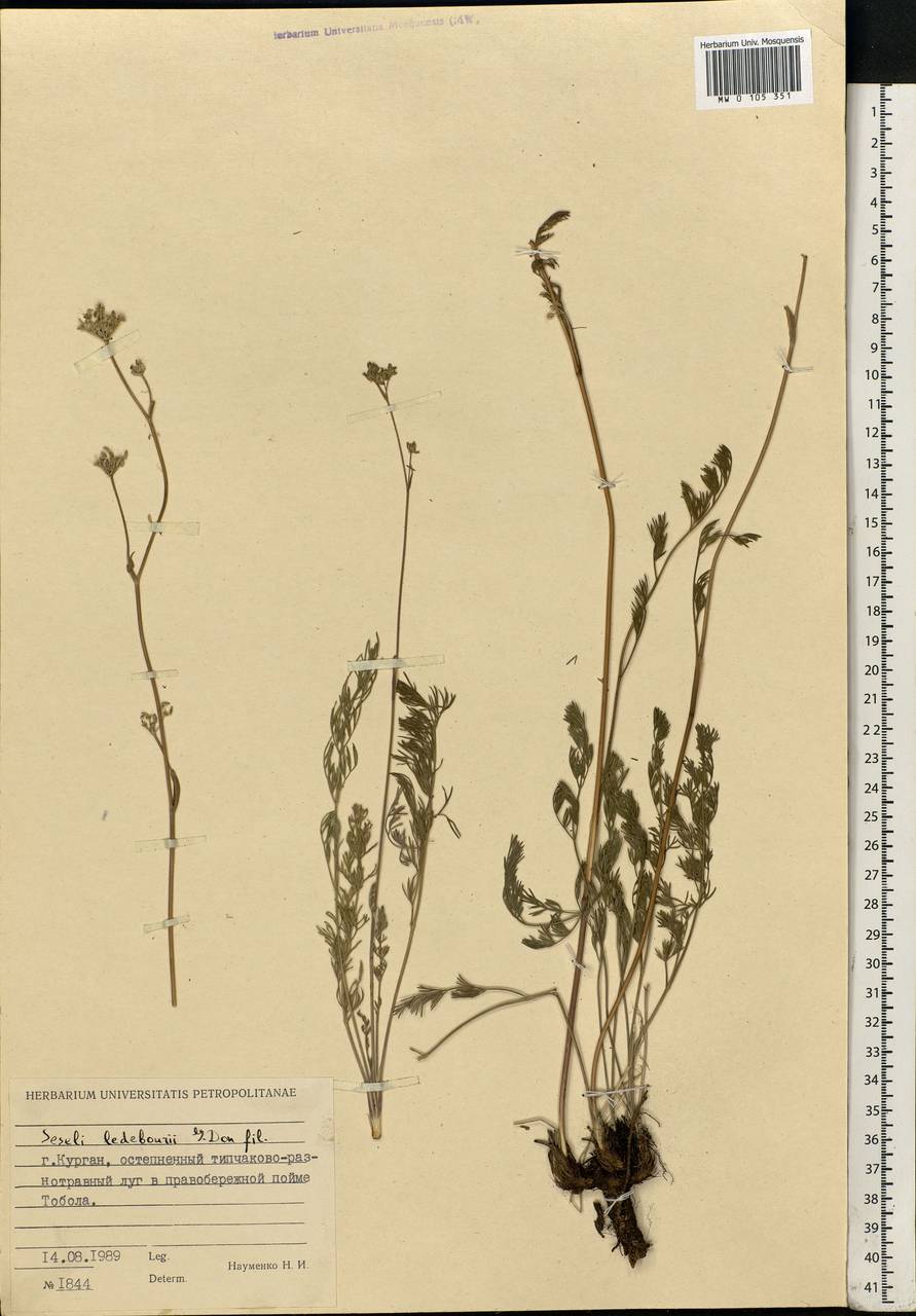 Hippomarathrum ledebourii (G. Don), Siberia, Western Siberia (S1) (Russia)