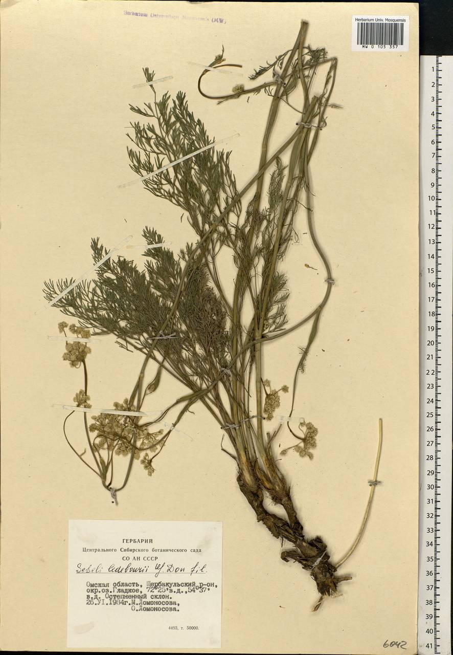 Hippomarathrum ledebourii (G.Don) J.H.Xue, Chepinoga & K.P.Ma, Siberia, Western Siberia (S1) (Russia)