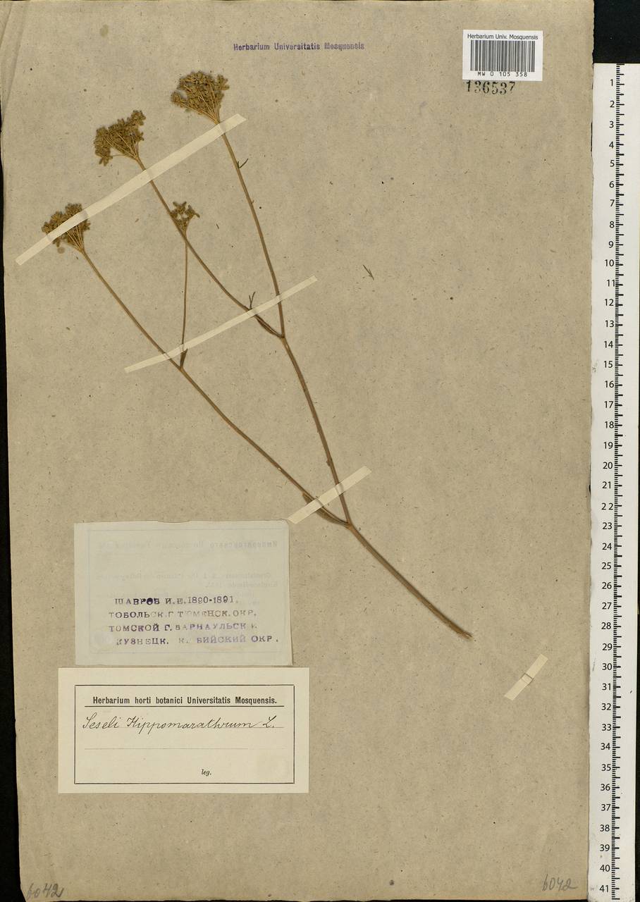 Hippomarathrum ledebourii (G. Don), Siberia (no precise locality) (S0) (Russia)