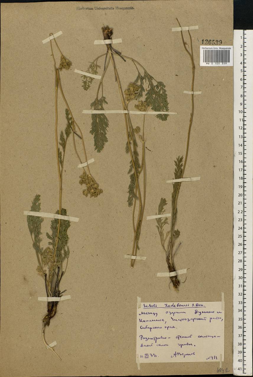 Hippomarathrum ledebourii (G.Don) J.H.Xue, Chepinoga & K.P.Ma, Siberia, Western Siberia (S1) (Russia)