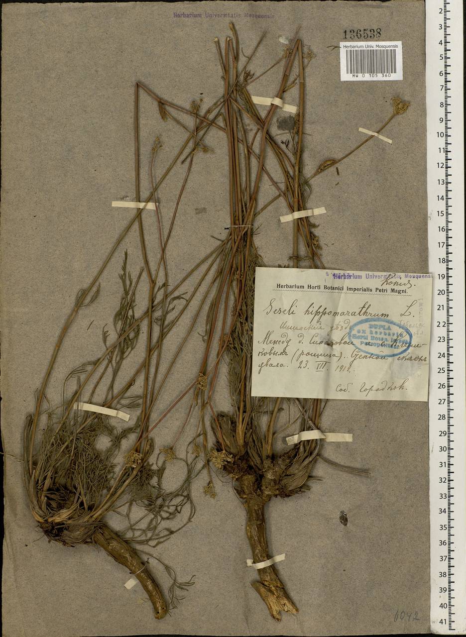Hippomarathrum ledebourii (G. Don), Siberia, Western Siberia (S1) (Russia)