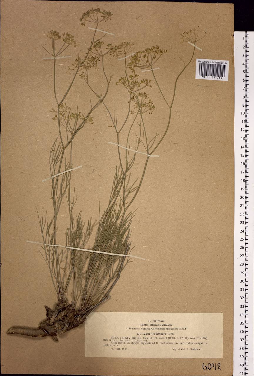 Seseli glabratum Willd. ex Schult., Siberia, Western (Kazakhstan) Altai Mountains (S2a) (Kazakhstan)
