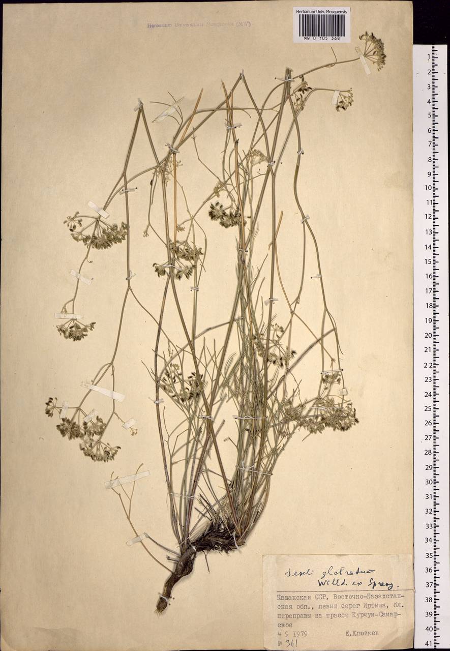 Seseli glabratum Willd. ex Schult., Siberia, Western (Kazakhstan) Altai Mountains (S2a) (Kazakhstan)