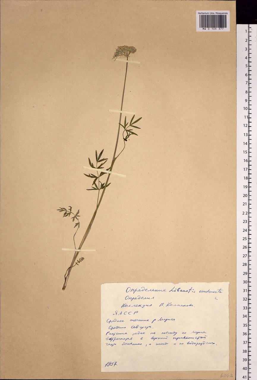 Seseli condensatum (L.) Rchb. fil., Siberia, Yakutia (S5) (Russia)