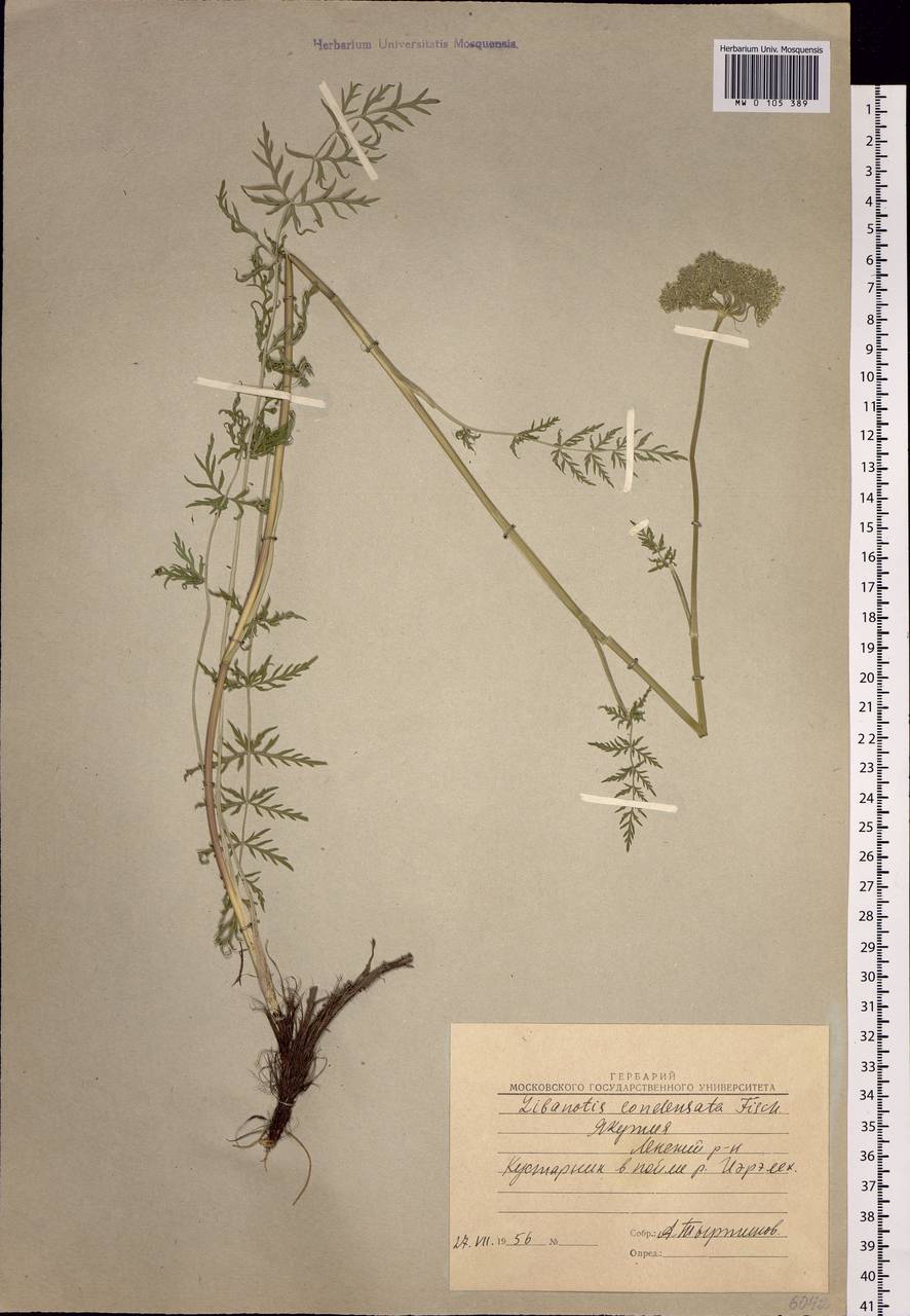 Seseli condensatum (L.) Rchb. fil., Siberia, Yakutia (S5) (Russia)