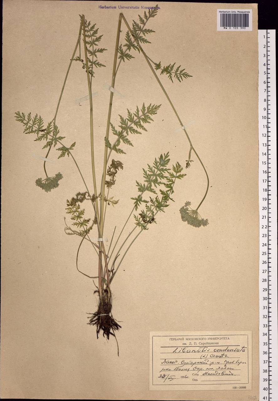 Seseli condensatum (L.) Rchb.fil., Siberia, Yakutia (S5) (Russia)