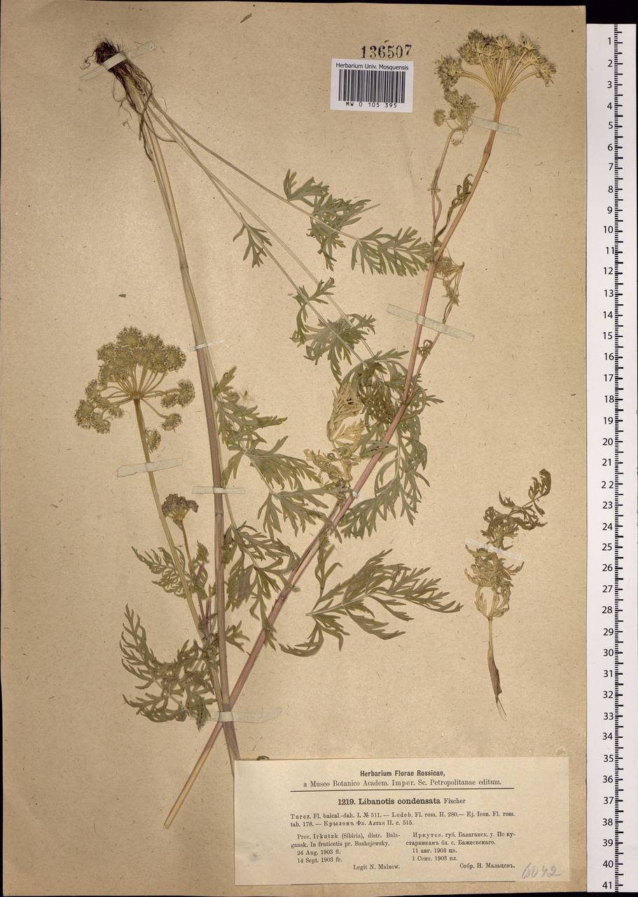 Seseli condensatum (L.) Rchb. fil., Siberia, Baikal & Transbaikal region (S4) (Russia)
