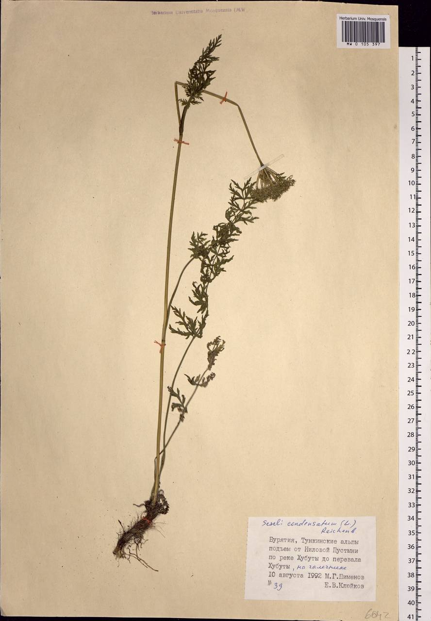 Seseli condensatum (L.) Rchb.fil., Siberia, Baikal & Transbaikal region (S4) (Russia)