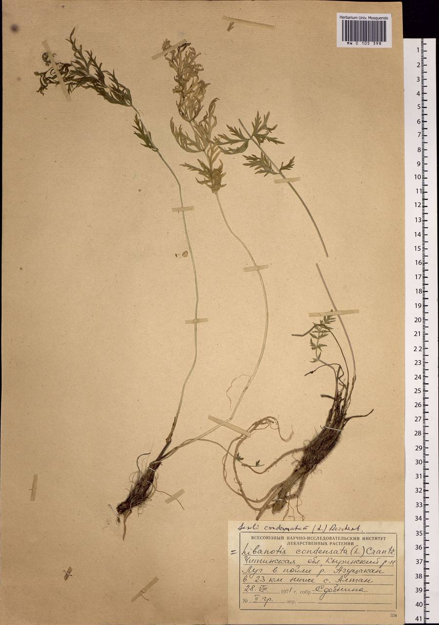 Seseli condensatum (L.) Rchb. fil., Siberia, Baikal & Transbaikal region (S4) (Russia)