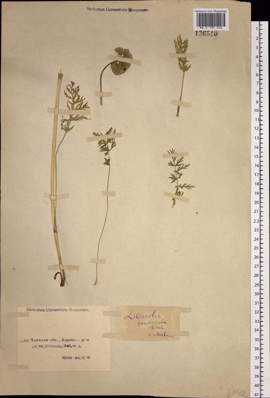 Seseli condensatum (L.) Rchb. fil., Siberia, Baikal & Transbaikal region (S4) (Russia)