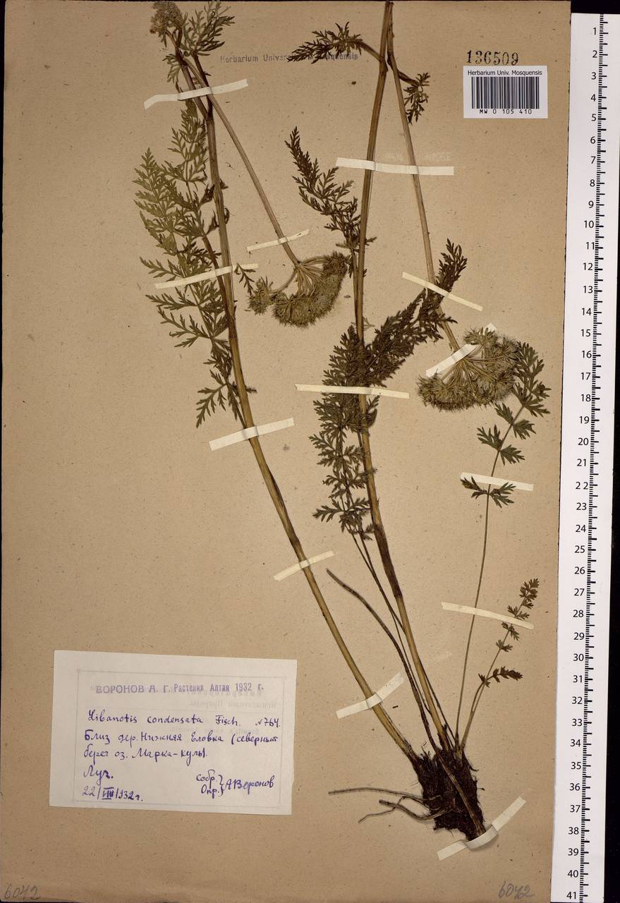 Seseli condensatum (L.) Rchb. fil., Siberia, Western (Kazakhstan) Altai Mountains (S2a) (Kazakhstan)