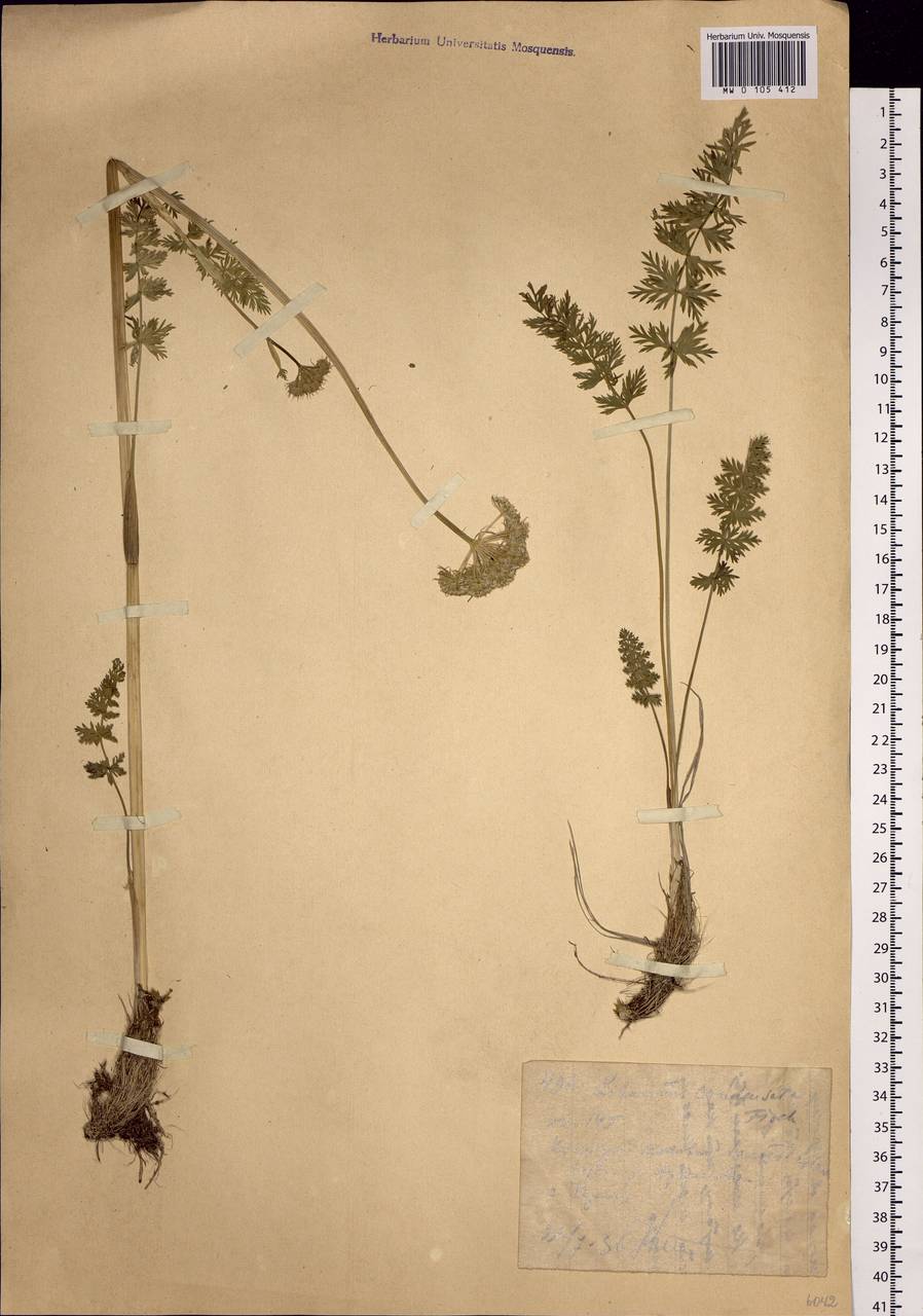 Seseli condensatum (L.) Rchb. fil., Siberia, Western (Kazakhstan) Altai Mountains (S2a) (Kazakhstan)