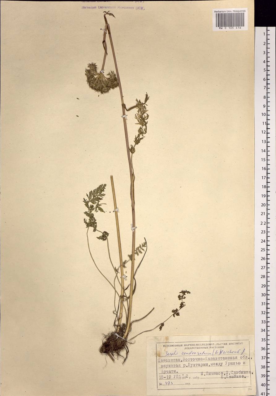 Seseli condensatum (L.) Rchb.fil., Siberia, Western (Kazakhstan) Altai Mountains (S2a) (Kazakhstan)