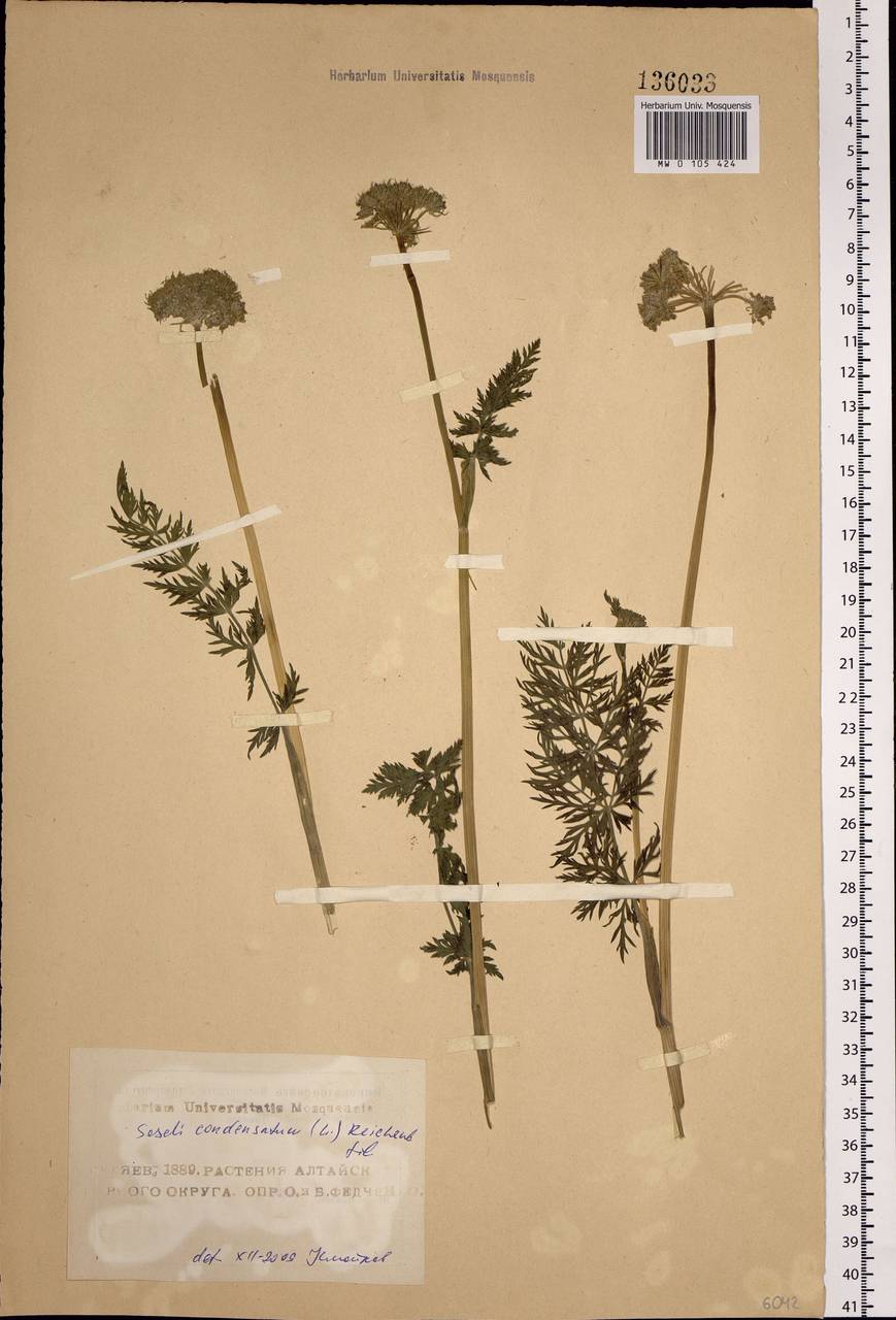 Seseli condensatum (L.) Rchb.fil., Siberia, Altai & Sayany Mountains (S2) (Russia)