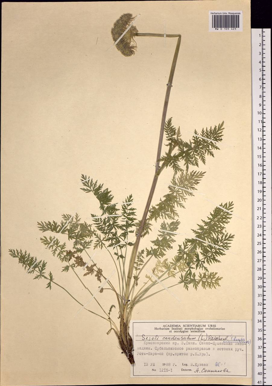 Seseli condensatum (L.) Rchb. fil., Siberia, Altai & Sayany Mountains (S2) (Russia)