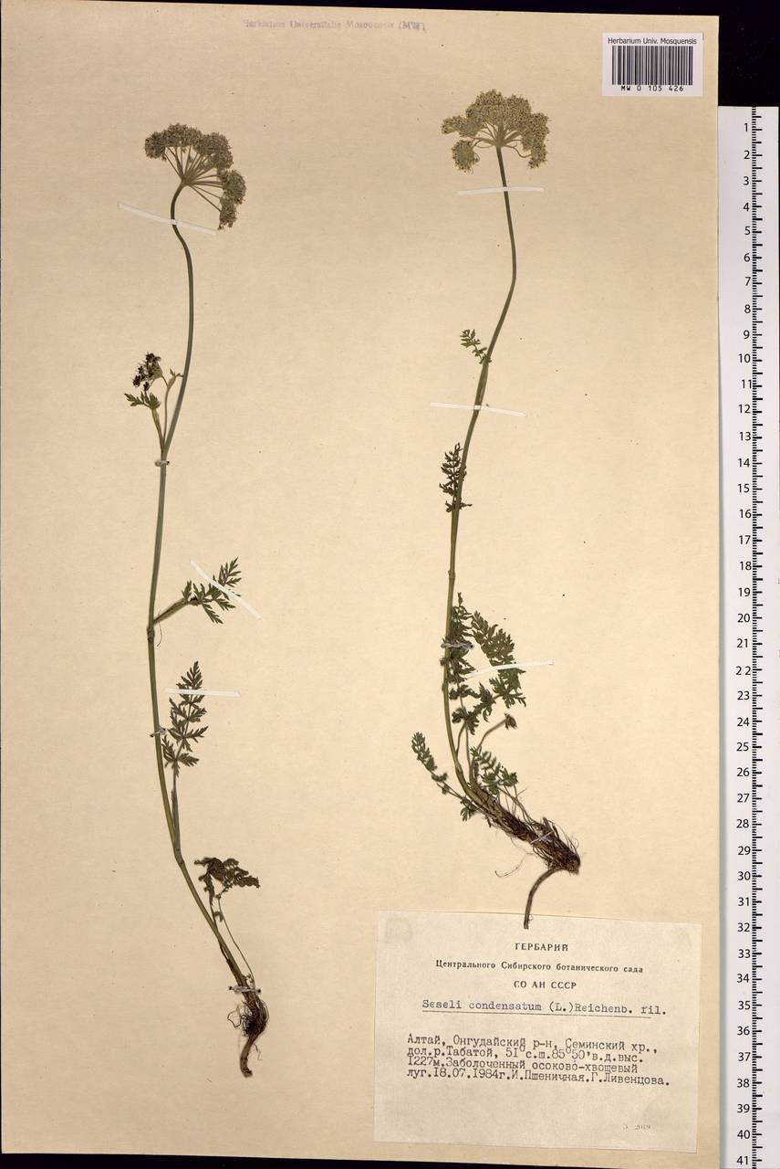 Seseli condensatum (L.) Rchb.fil., Siberia, Altai & Sayany Mountains (S2) (Russia)