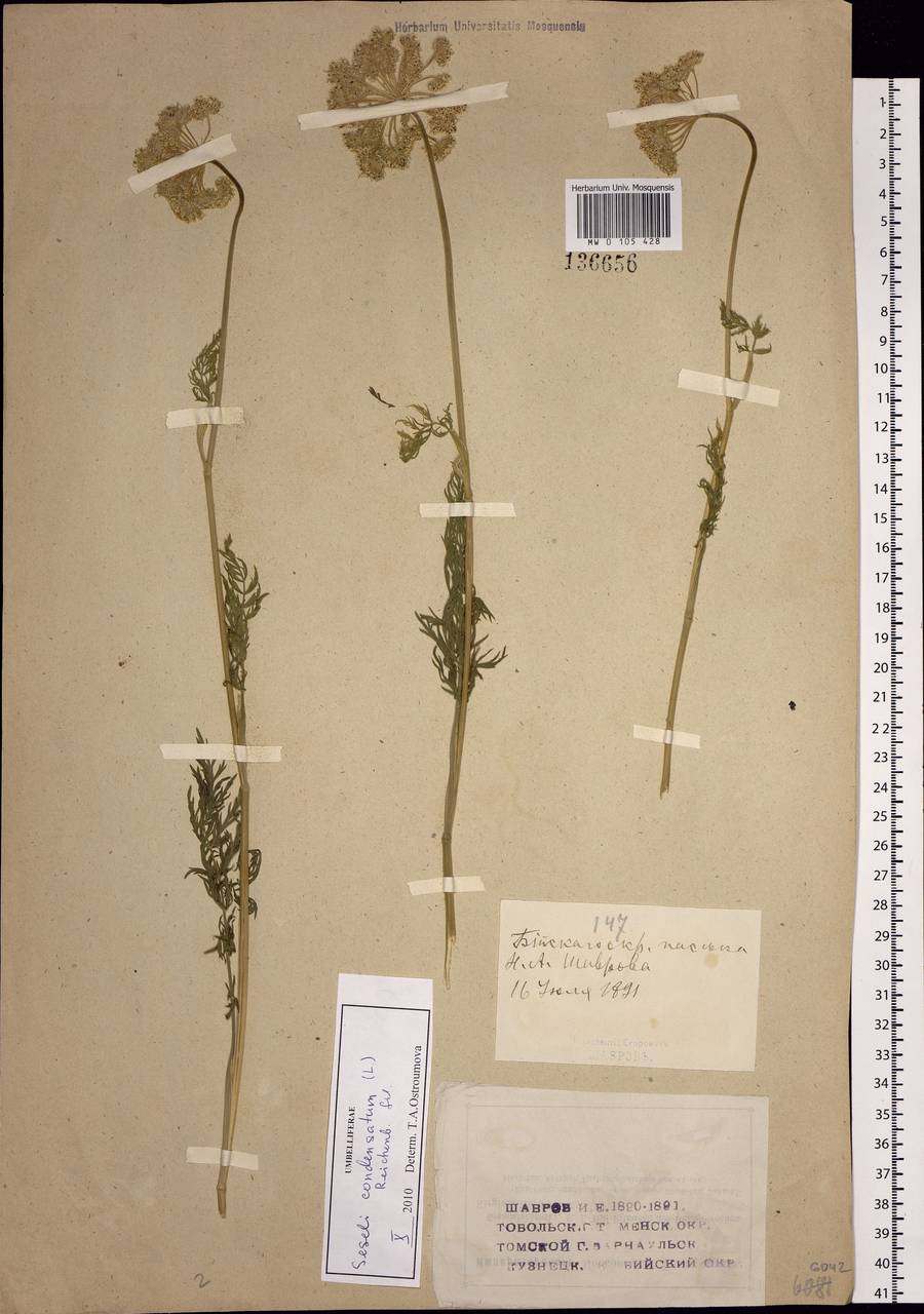 Seseli condensatum (L.) Rchb.fil., Siberia, Western (Kazakhstan) Altai Mountains (S2a) (Kazakhstan)