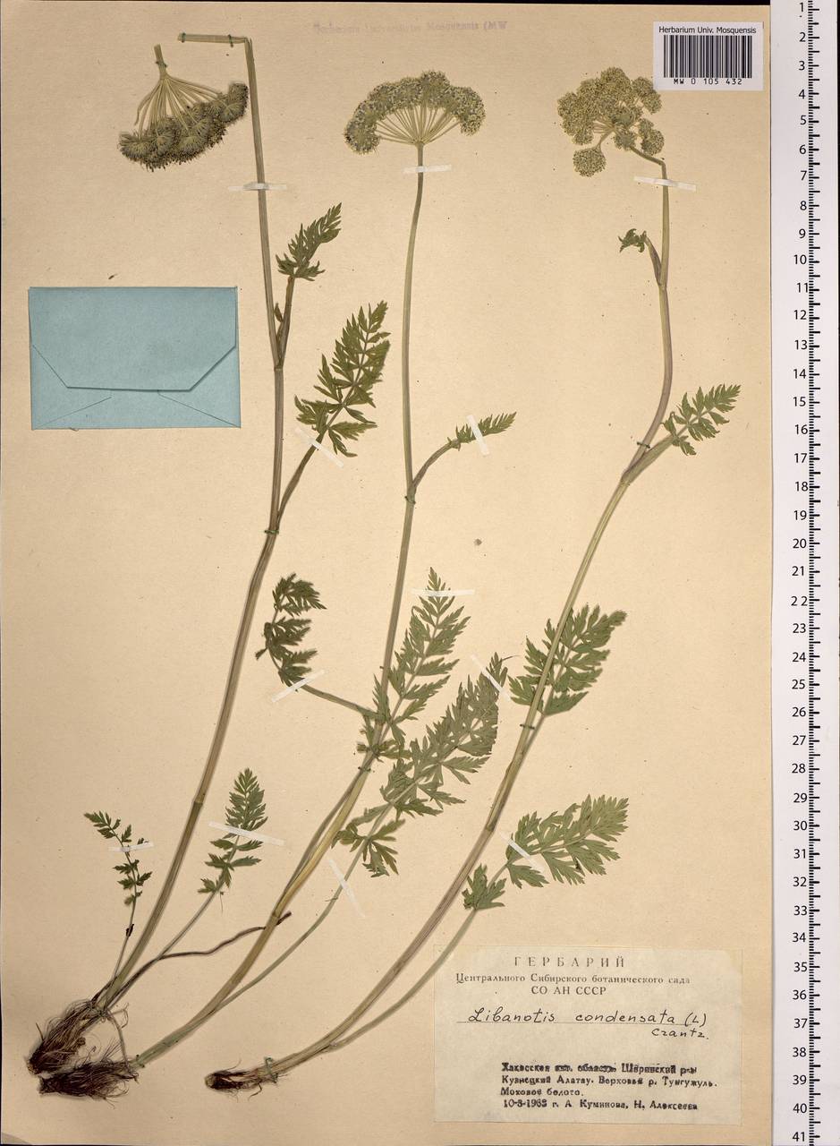 Seseli condensatum (L.) Rchb.fil., Siberia, Altai & Sayany Mountains (S2) (Russia)
