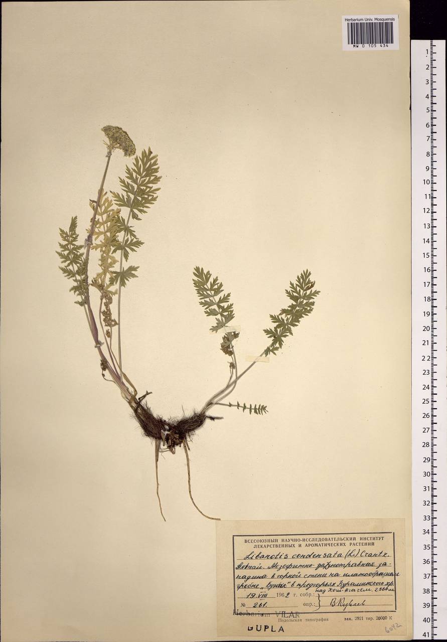 Seseli condensatum (L.) Rchb. fil., Siberia, Altai & Sayany Mountains (S2) (Russia)