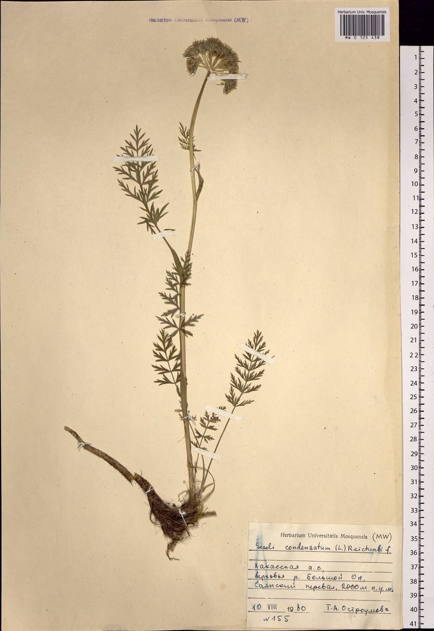 Seseli condensatum (L.) Rchb. fil., Siberia, Altai & Sayany Mountains (S2) (Russia)