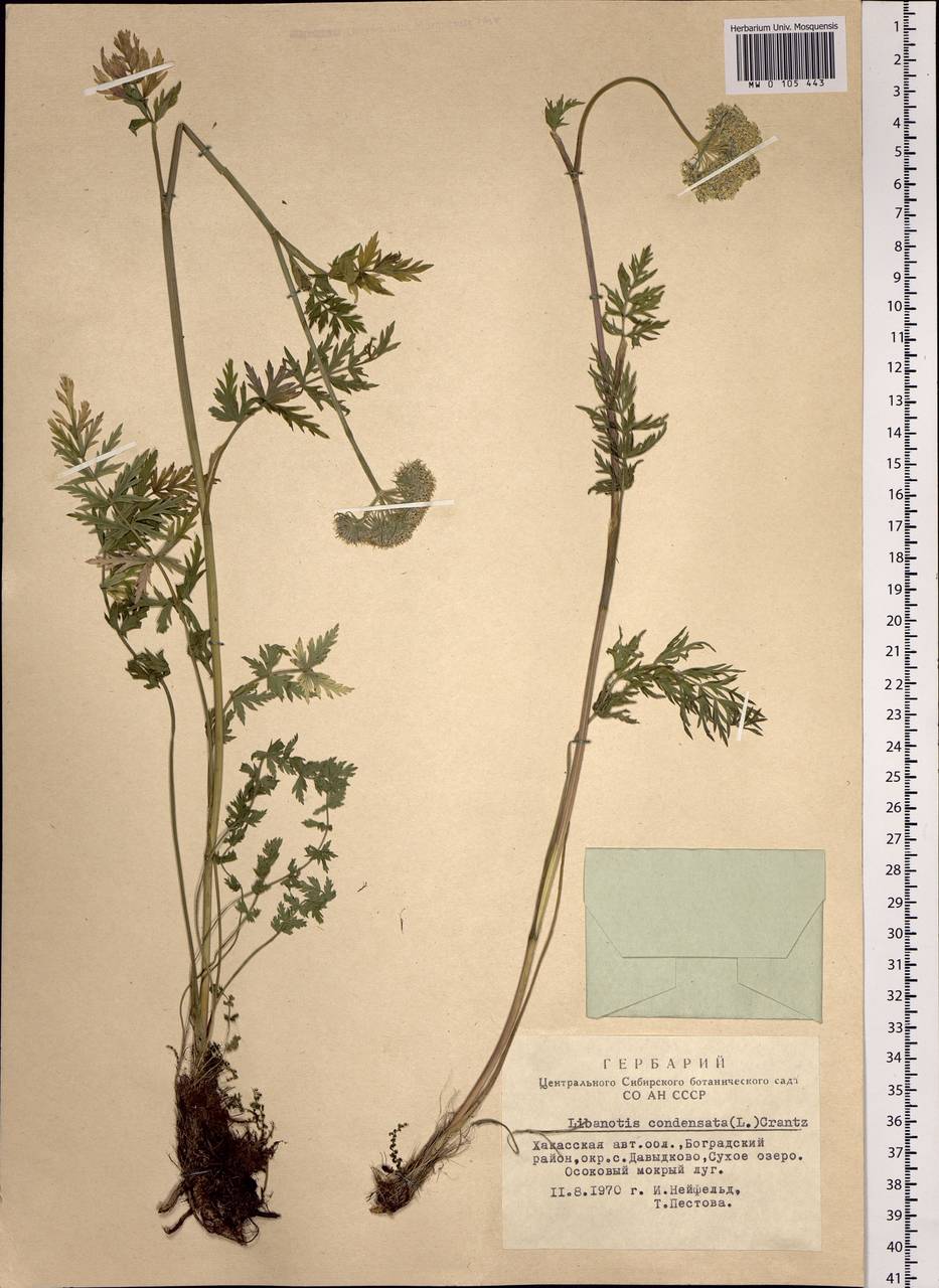Seseli condensatum (L.) Rchb. fil., Siberia, Altai & Sayany Mountains (S2) (Russia)