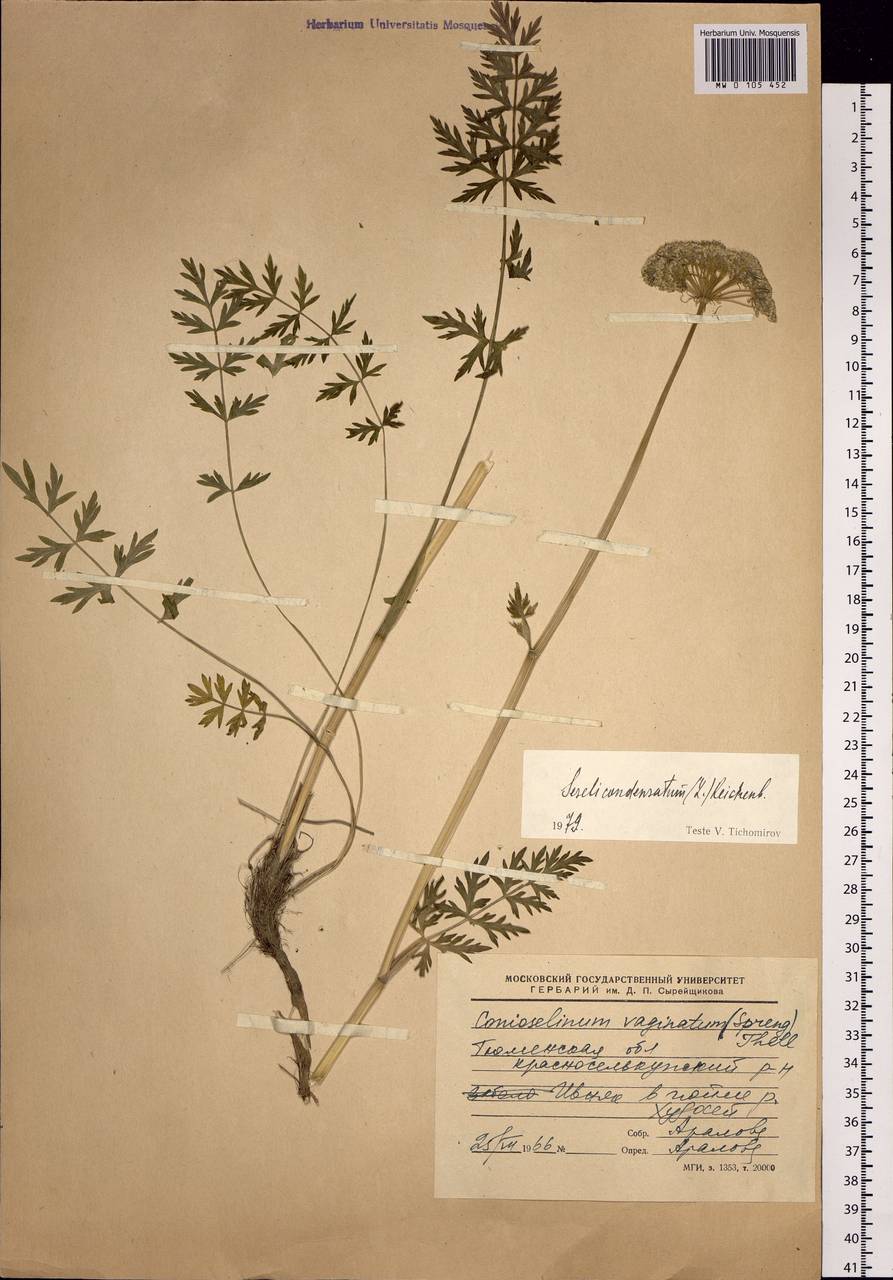 Seseli condensatum (L.) Rchb. fil., Siberia, Western Siberia (S1) (Russia)