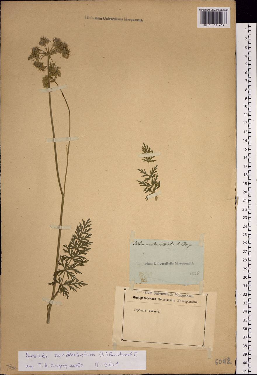 Seseli condensatum (L.) Rchb. fil., Siberia (no precise locality) (S0) (Russia)