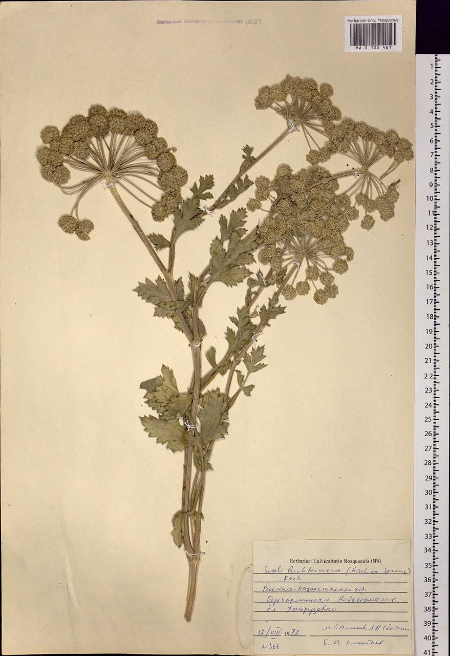 Seseli buchtormense (Fisch.) W.D.J.Koch, Siberia, Western (Kazakhstan) Altai Mountains (S2a) (Kazakhstan)