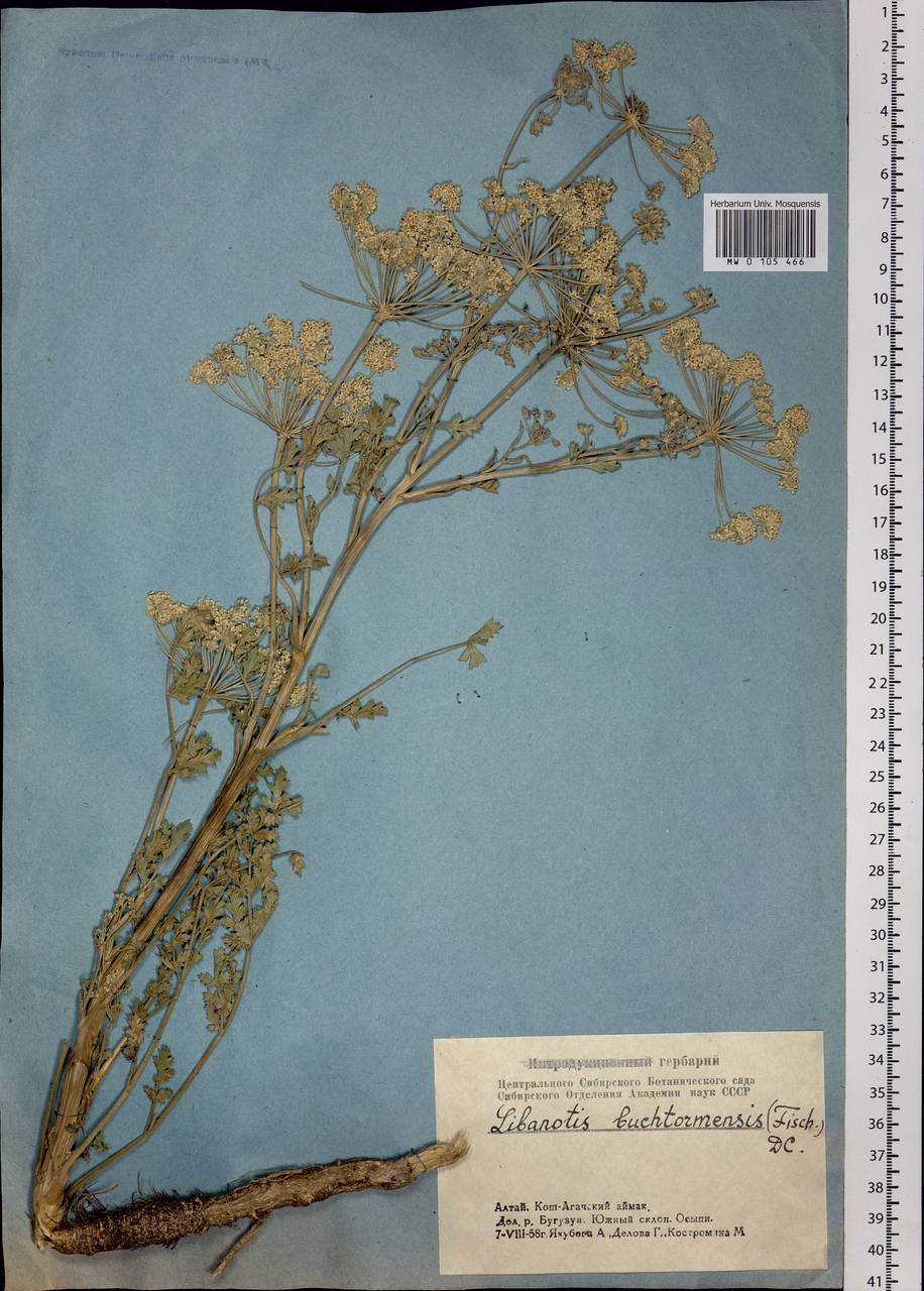 Seseli buchtormense (Fisch.) W.D.J.Koch, Siberia, Altai & Sayany Mountains (S2) (Russia)