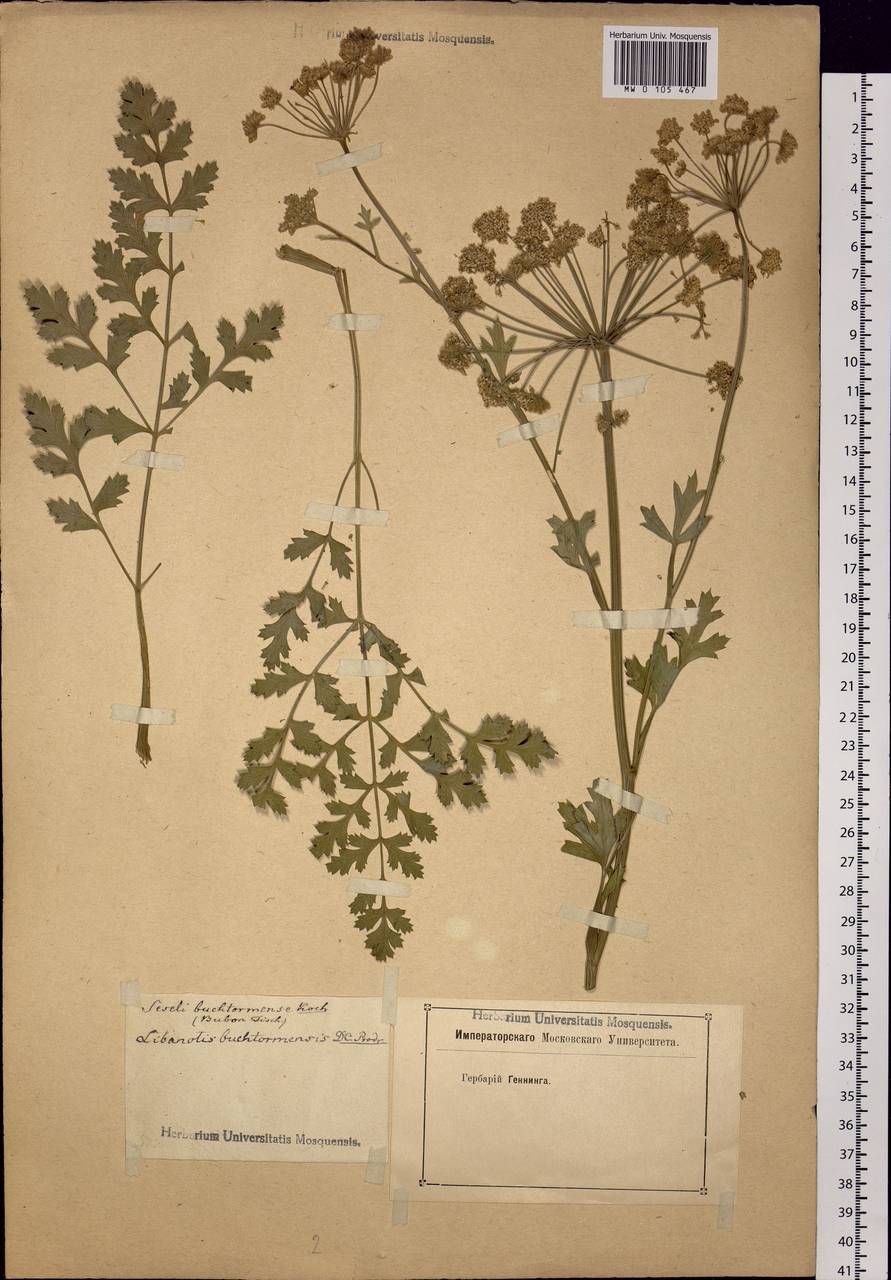 Seseli buchtormense (Fisch.) W.D.J.Koch, Siberia, Altai & Sayany Mountains (S2) (Russia)