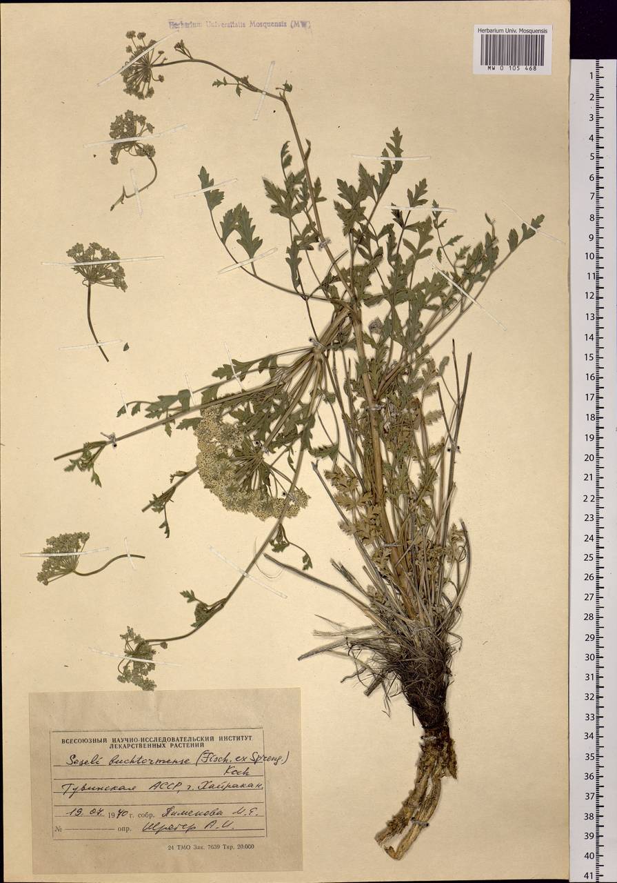 Seseli buchtormense (Fisch.) W.D.J.Koch, Siberia, Altai & Sayany Mountains (S2) (Russia)