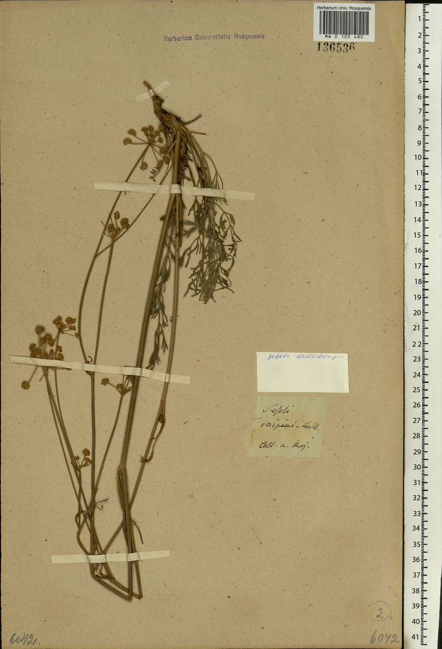 Hippomarathrum ledebourii (G. Don), Siberia, Altai & Sayany Mountains (S2) (Russia)