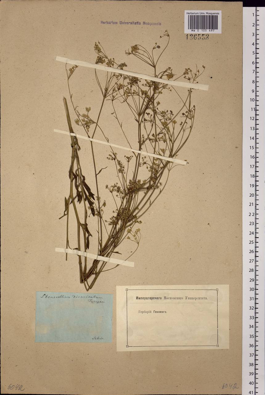 Saposhnikovia divaricata (Turcz.) Schischk., Siberia, Baikal & Transbaikal region (S4) (Russia)