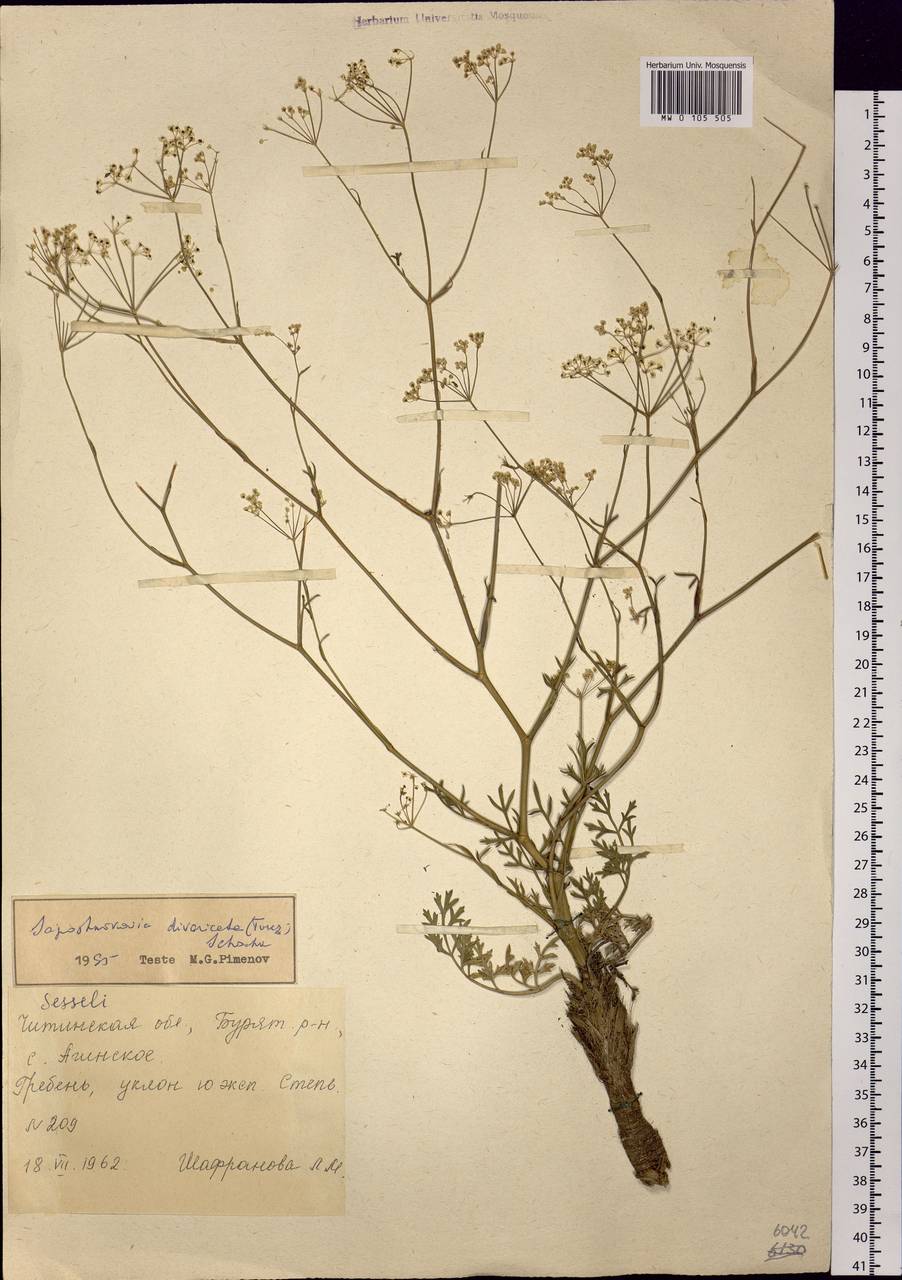 Saposhnikovia divaricata (Turcz.) Schischk., Siberia, Baikal & Transbaikal region (S4) (Russia)